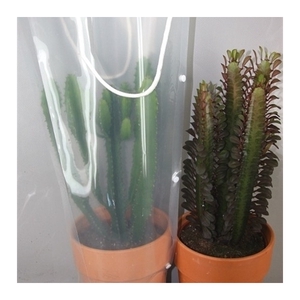 317 Rozenpot+draagtas cactus 17 cm