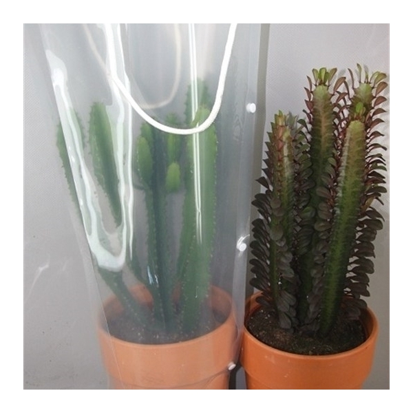 <h4>317 Rozenpot+draagtas cactus 17 cm</h4>