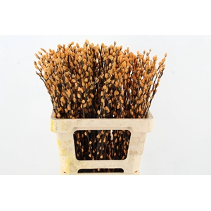 Salix Snowflake 60cm Apricot