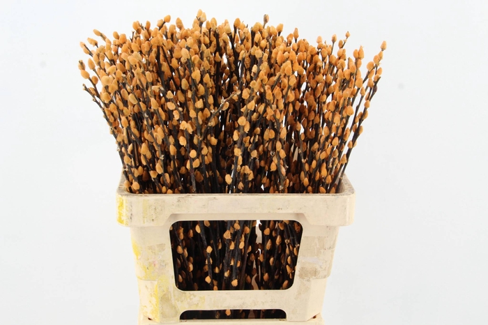 <h4>Salix Snowflake 60cm Apricot</h4>