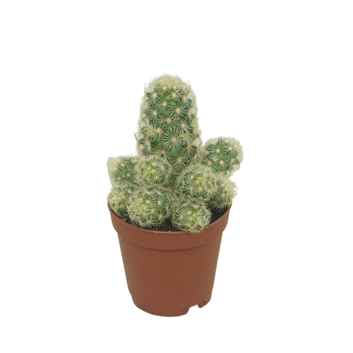 <h4>Mammillaria elongata</h4>