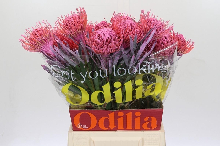 <h4>Nutans Painted Pink</h4>