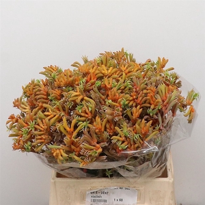Anigoz Orange Velvet