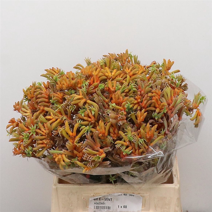 <h4>Anigoz Orange Velvet</h4>