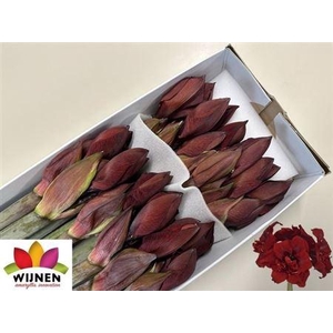 Hipp Dg Doub Royalty