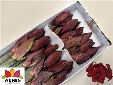 <h4>Hipp Dg Double Royalty</h4>