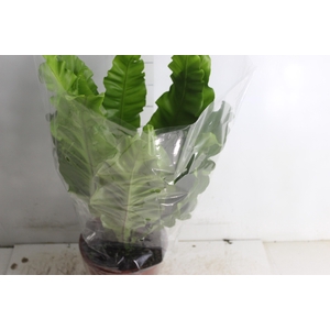 ASPLENIUM NIDUS P20