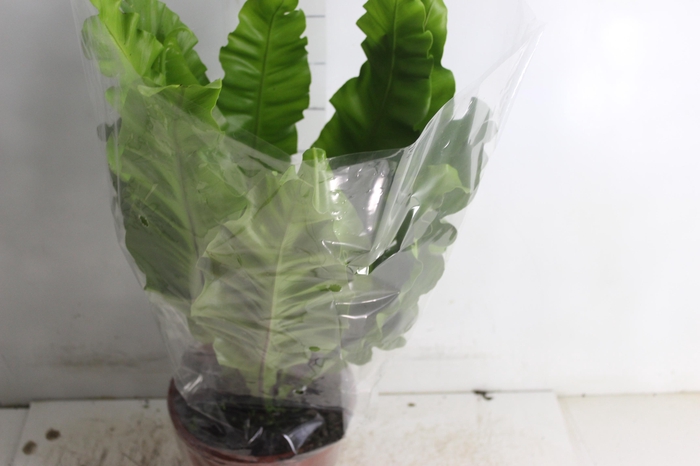 <h4>ASPLENIUM NIDUS P20</h4>