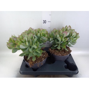 Crassula arborescens 'Curly'