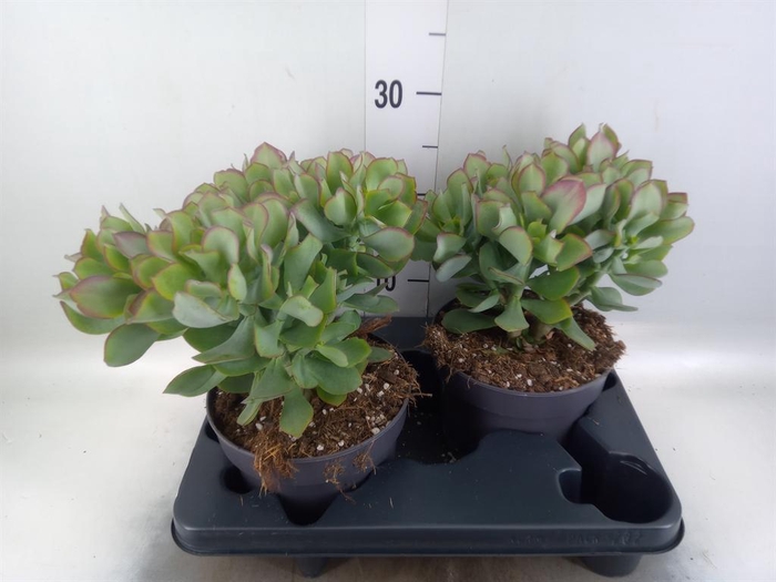 <h4>Crassula arborescens 'Curly'</h4>