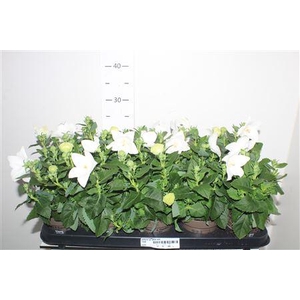 Platyco Gr Astra Whi