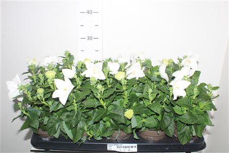 <h4>Platyco Gr Astra Whi</h4>