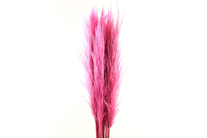 Cortaderia Cerise