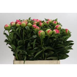 Paeonia Coral Sunset