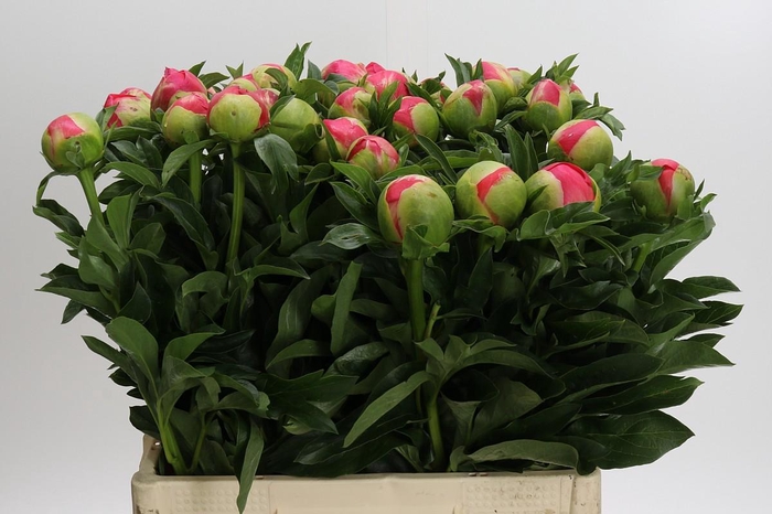 <h4>Paeonia Coral Sunset</h4>