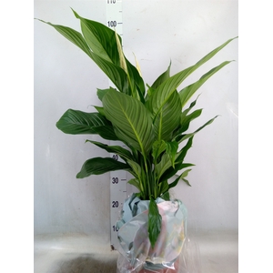 Spathiphyllum  'Sweet Lauretta'