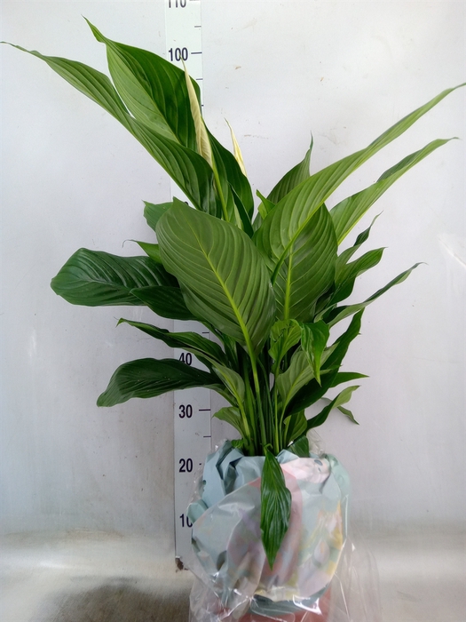<h4>Spathiphyllum  'Sweet Lauretta'</h4>