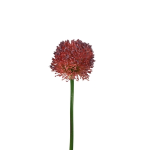 Kunstbloemen Allium 62cm