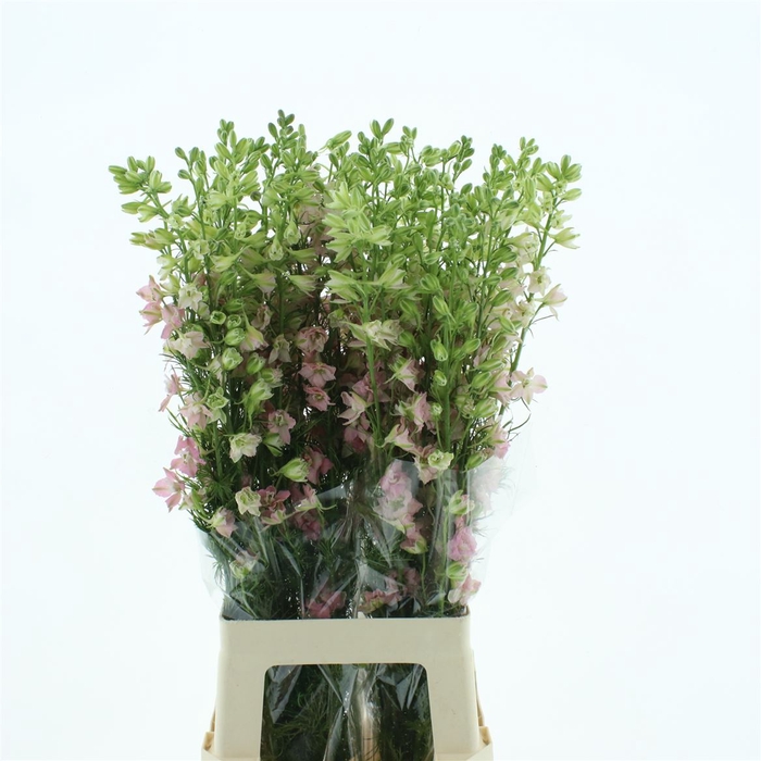 <h4>Delphinium Aj Pink</h4>