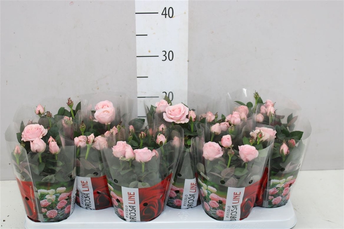 <h4>Rosa Infinity Roze</h4>