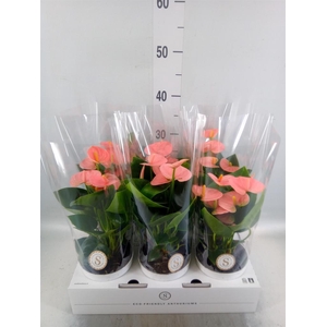 Anthurium andr. 'Spirit'