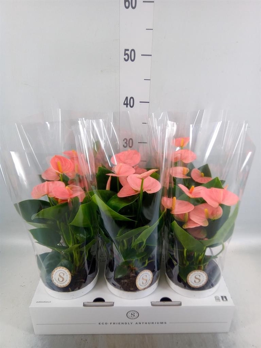 <h4>Anthurium andr. 'Spirit'</h4>