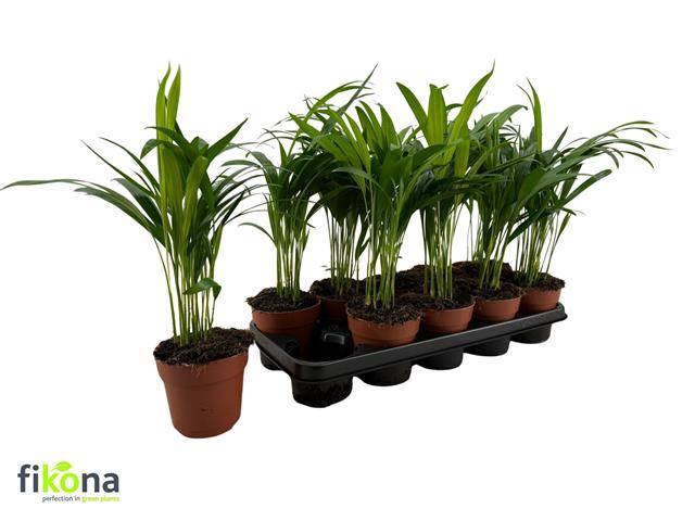 <h4>DYPSIS LUTESCENS</h4>