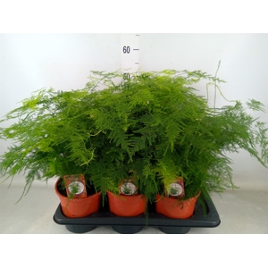 Asparagus setaceus