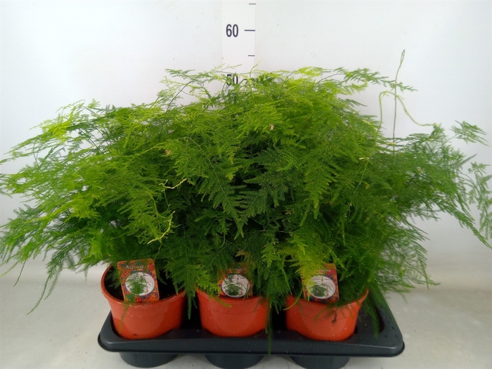 <h4>Asparagus setaceus</h4>