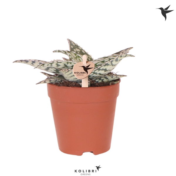<h4>Kolibri Greens Succulenten Aloë Caddo</h4>