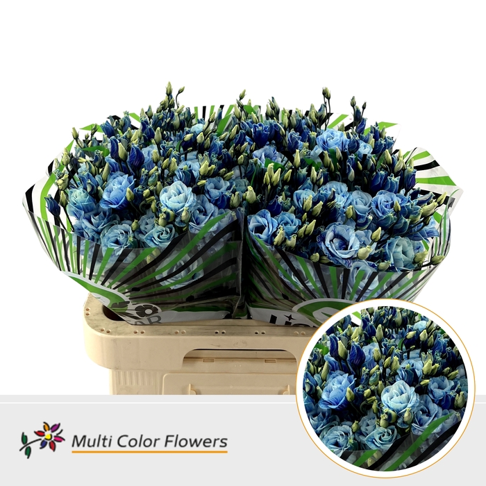 <h4>Eus G Northen Light</h4>