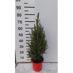 PICEA GL CONICA