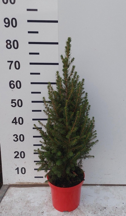 <h4>PICEA GL CONICA</h4>