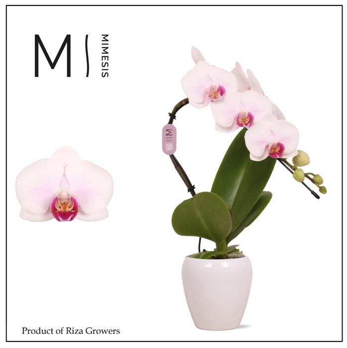 <h4>Phalaenopsis Swan Red Lip 1 spike – 7cm in Martine White | Mimesis</h4>
