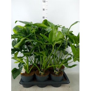 Philodendron  'Fun Bun'