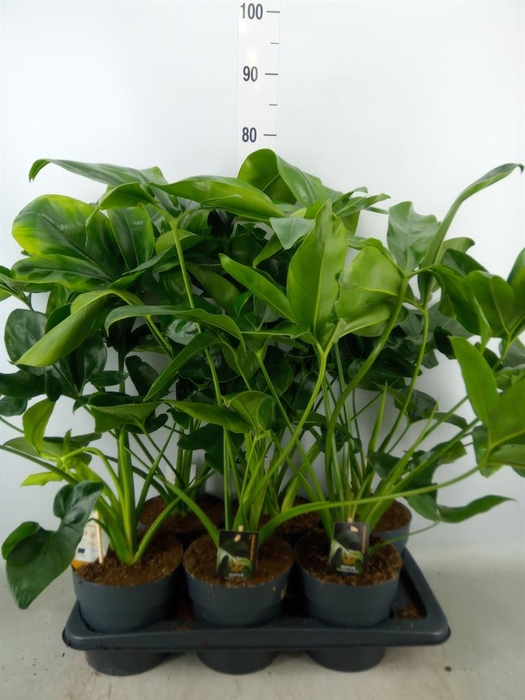 <h4>Philodendron  'Fun Bun'</h4>