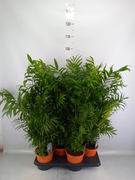 <h4>Chamaedorea elegans</h4>