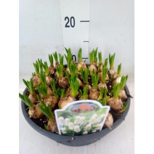 Muscari  'Siberian Tiger'