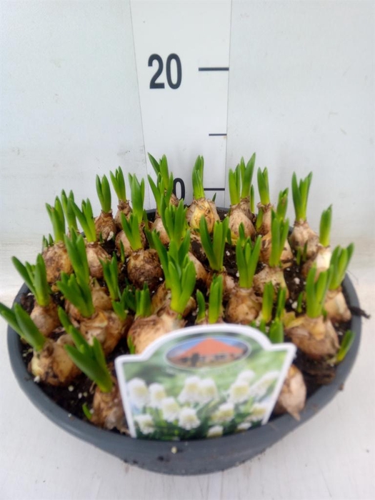 <h4>Muscari 'Siberian Tiger'</h4>