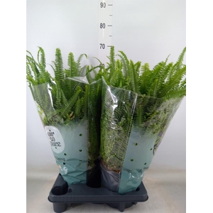 Nephrolepis exal. 'Green Lady'