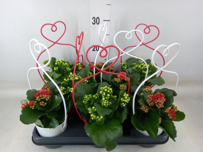 <h4>Arr.    Planten  L%</h4>