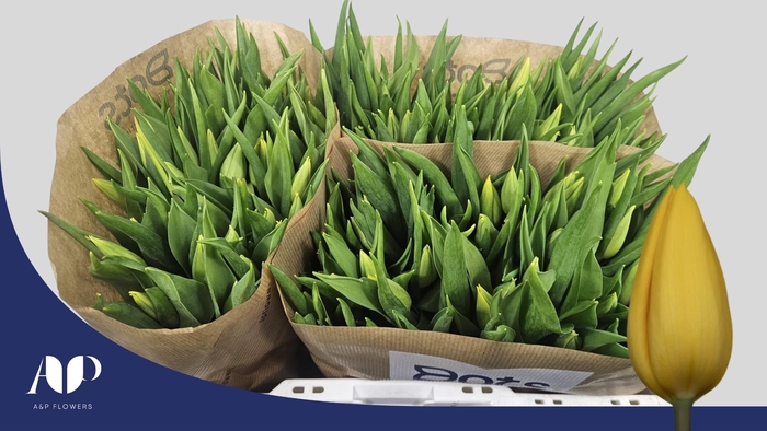 <h4>TU EN STRONG GOLD</h4>