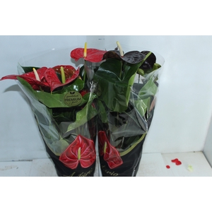 ANTHURIUM VARIADO P17 PREMIUM
