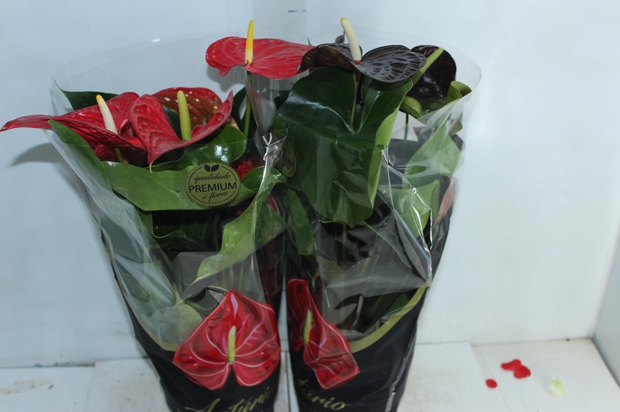 <h4>ANTHURIUM VARIADO P17 PREMIUM</h4>