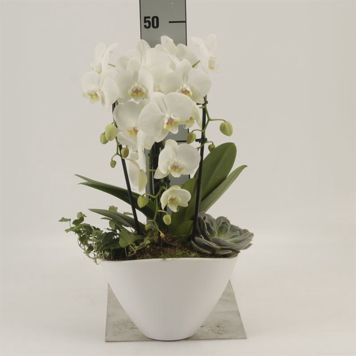 <h4>Phalaenopsis  'Elegant Cascade'</h4>