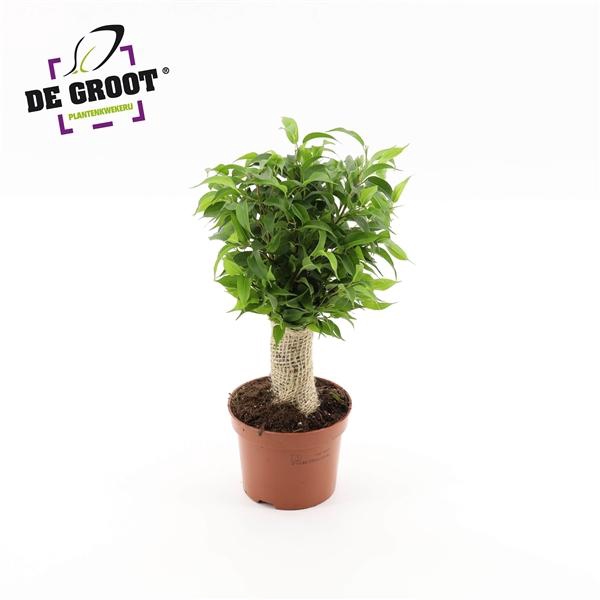 <h4>Ficus benjamina 'Natasja'</h4>