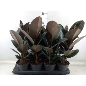 Ficus elastica 'Abidjan'