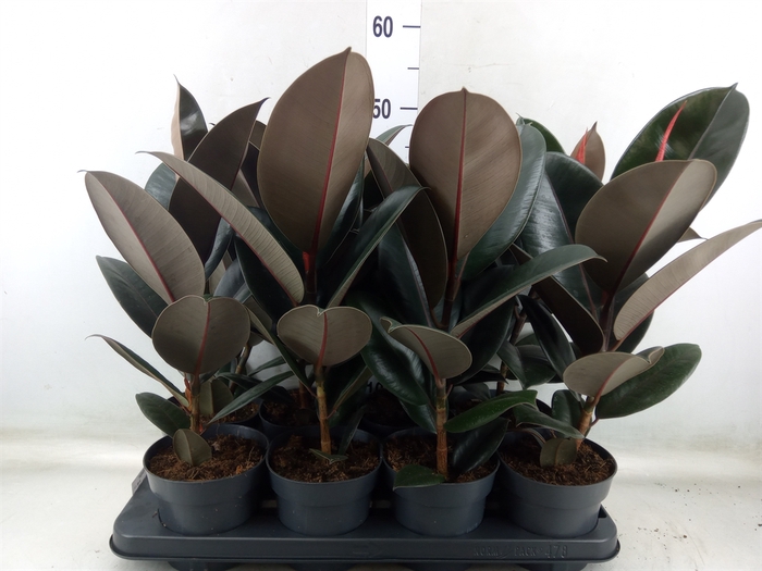 <h4>Ficus elastica 'Abidjan'</h4>