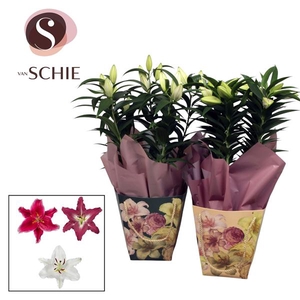 Oriental 17cm Bag BLUSH mix