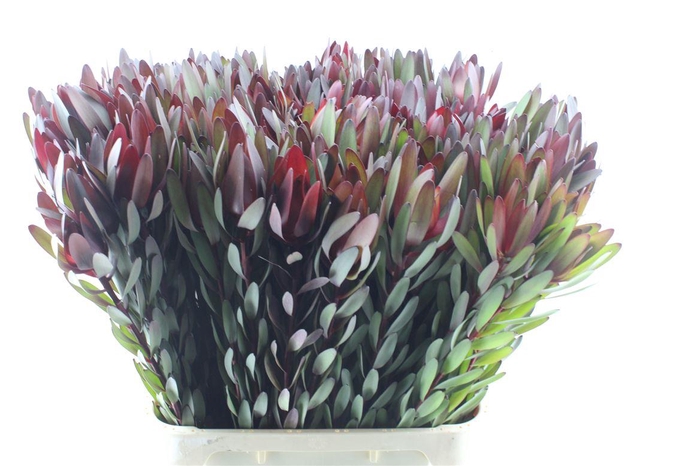 <h4>Leucad Saf Sunset</h4>